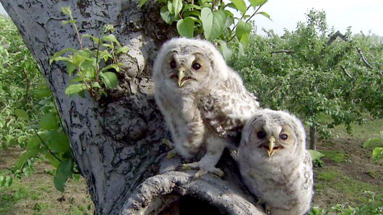 AOMORI Darwin's Amazing Animals NHK WORLD JAPAN OWL