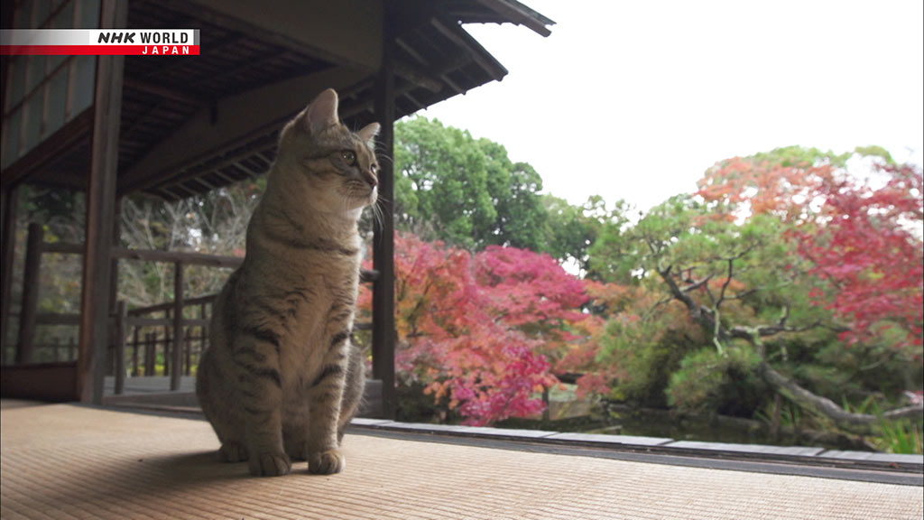 GATO KYOTO NHK WORLD JAPAN