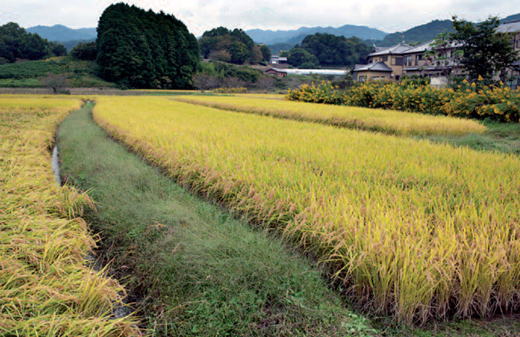 N057 p2 The village of asuka, Nara prefecture