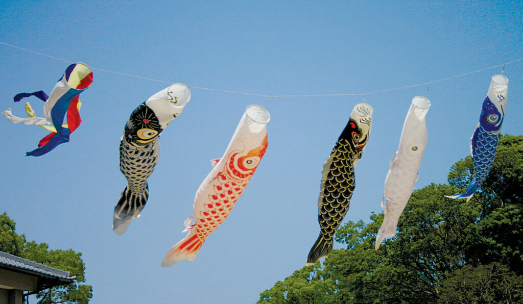 Koi-no-bori - Koi carp - Photography