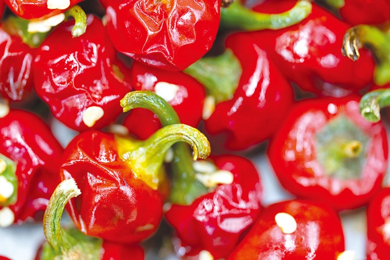 Vegan tourisme - photography